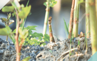 Japanese Knotweed Why Ipswich Buyers and Sellers should beware