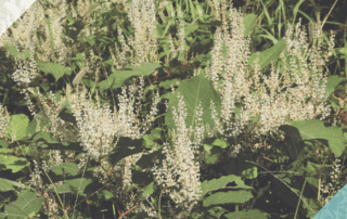 Completing your property form in respect of Japanese Knotweed